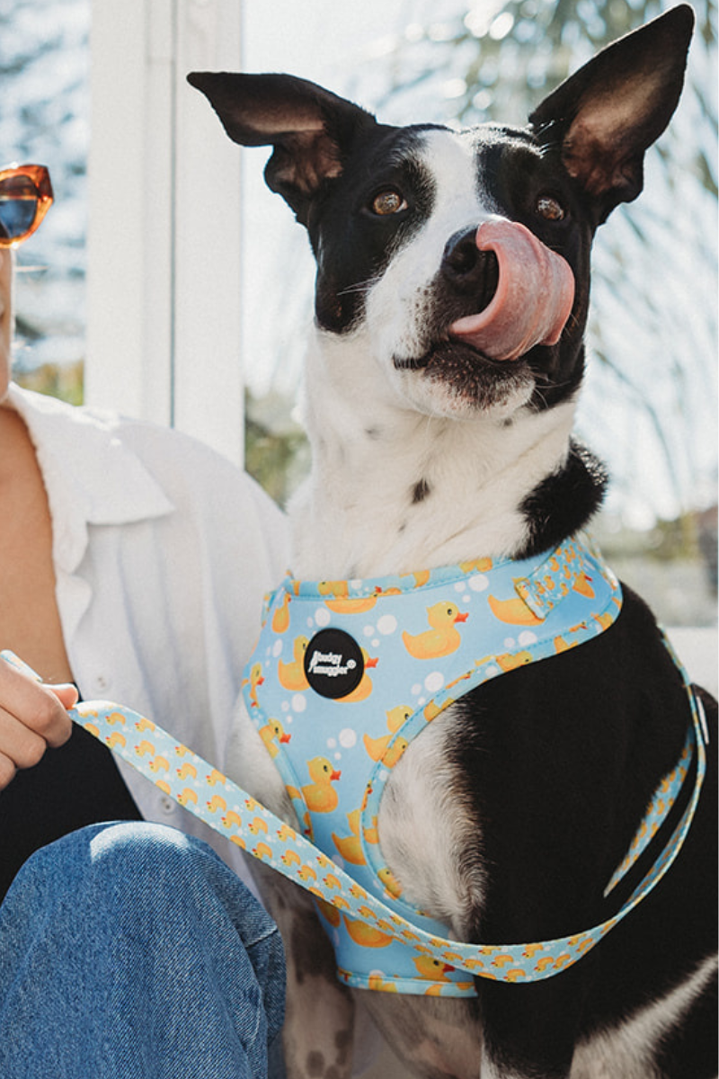 Pet Adjustable Harness in Rubber Ducks