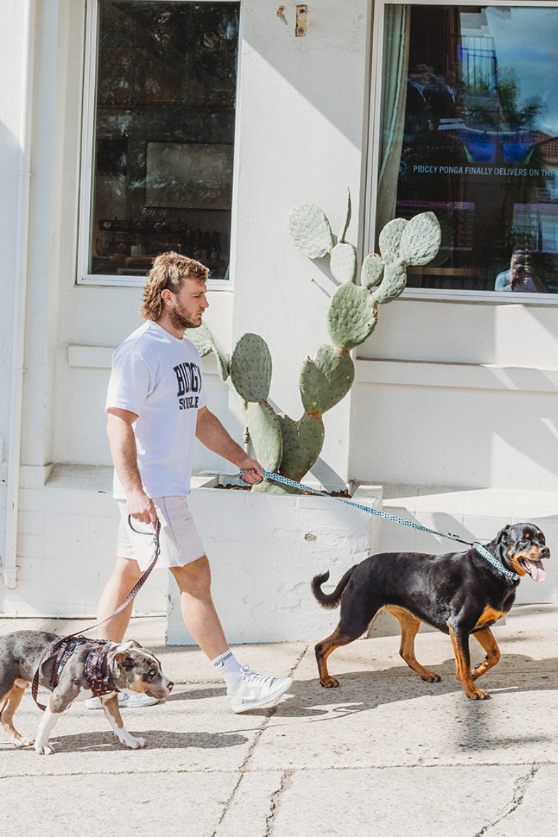 Pet Leash in Flamingos