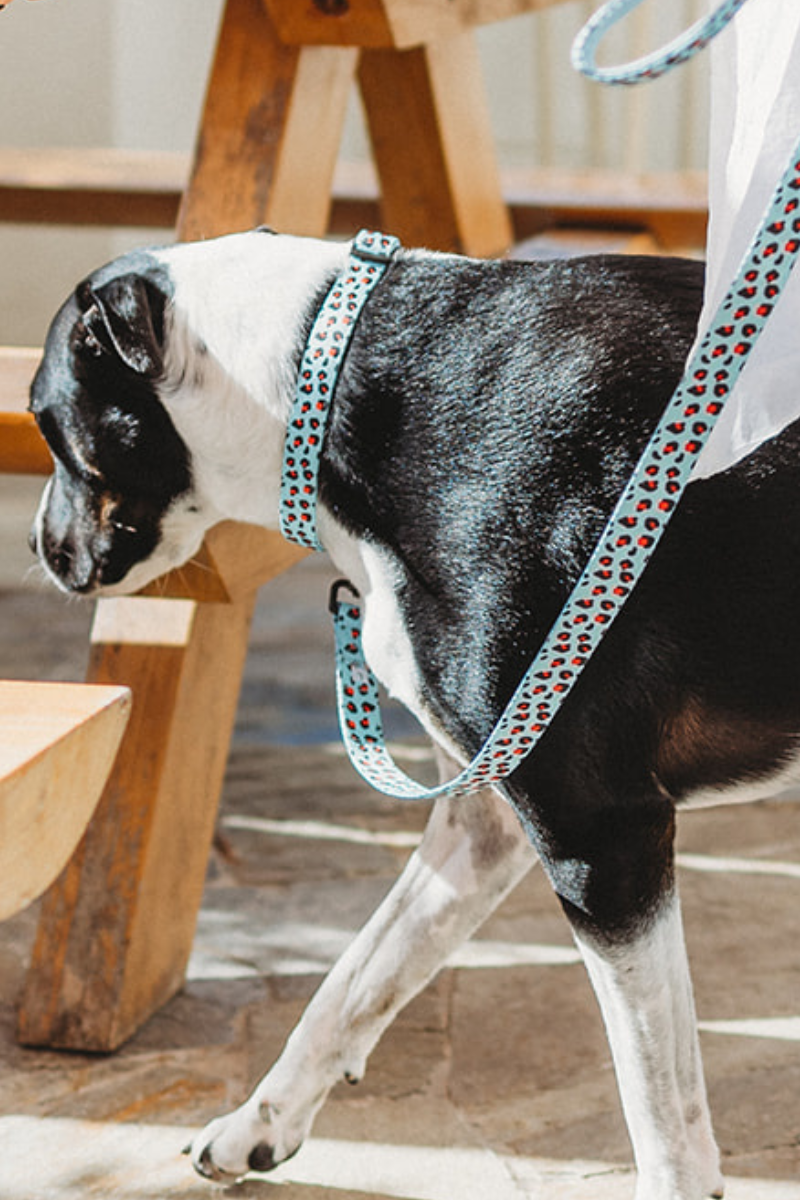 Pet Leash in Neon Jungle