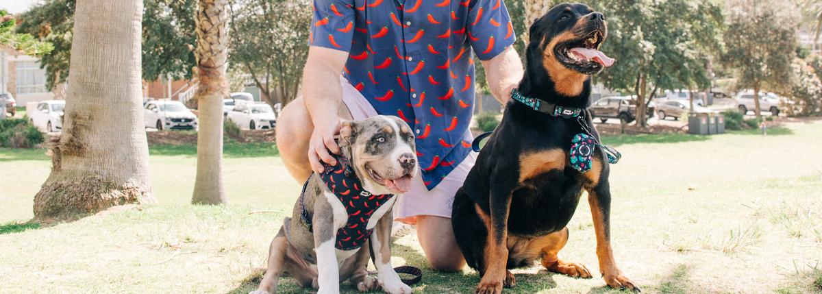 PET ACCESSORIES banner